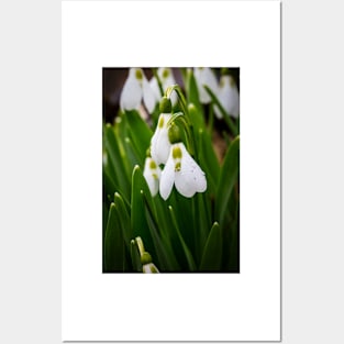 Snowdrops 3 Posters and Art